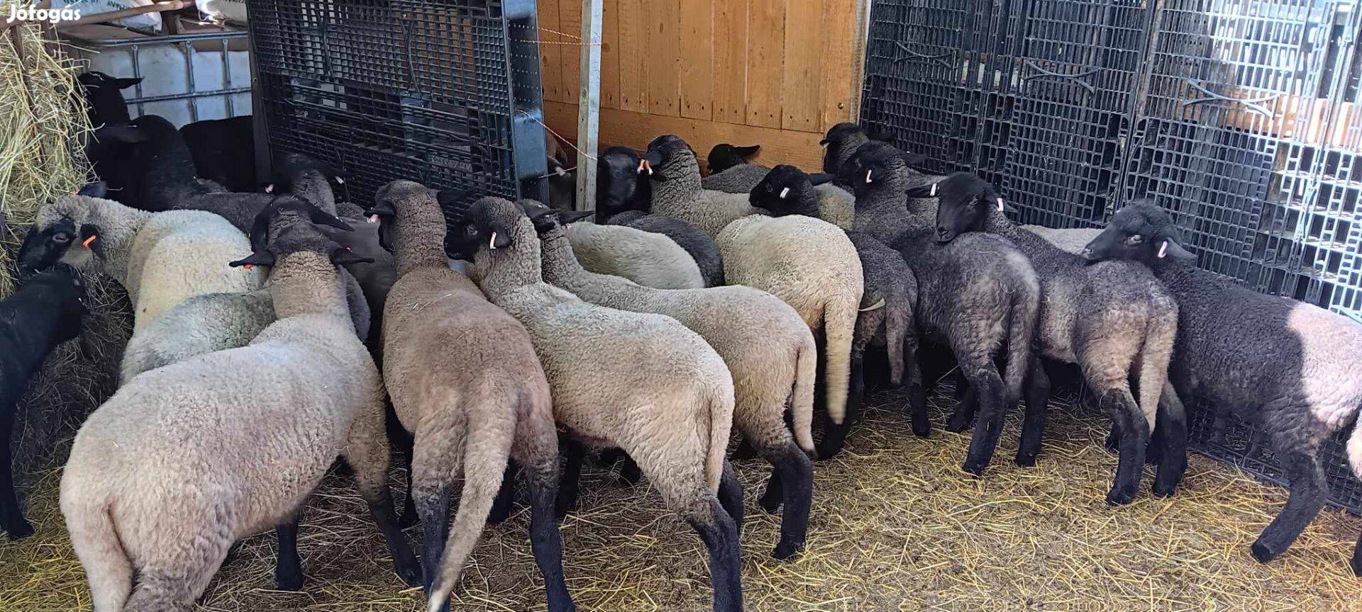 Cigája jerke bárányok eladók
