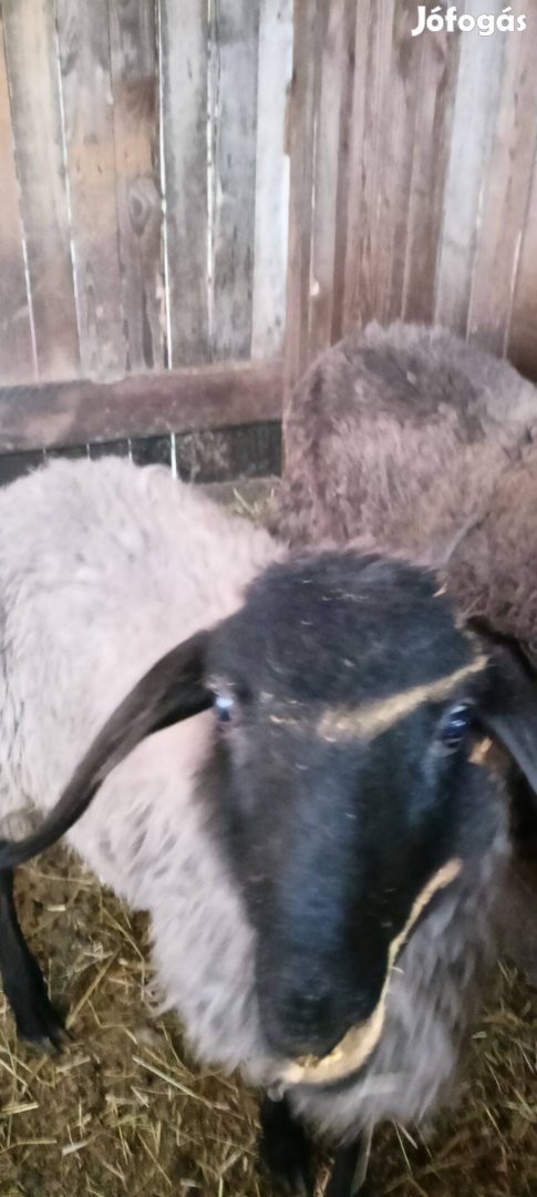 Cigája kos bárányok