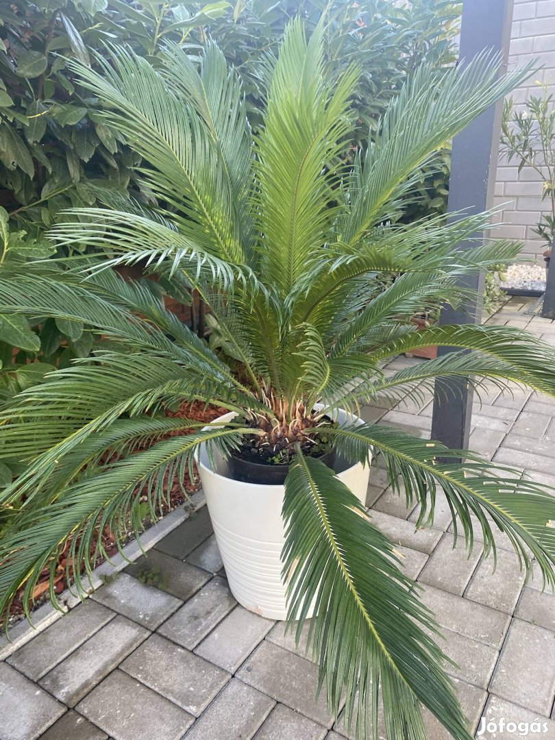 Cikaszpálma eladó