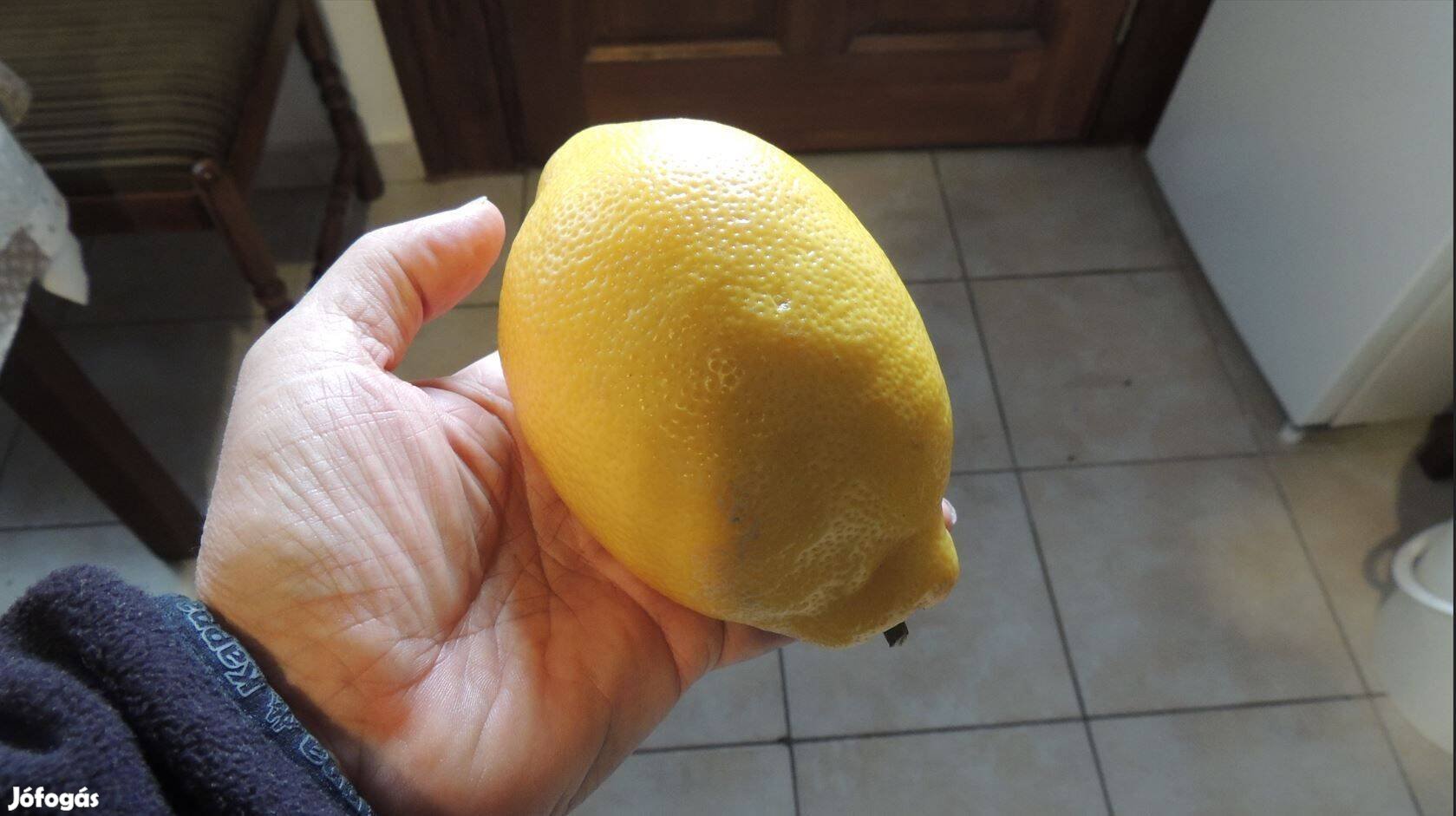 Citromfa citrus limon magnélküli