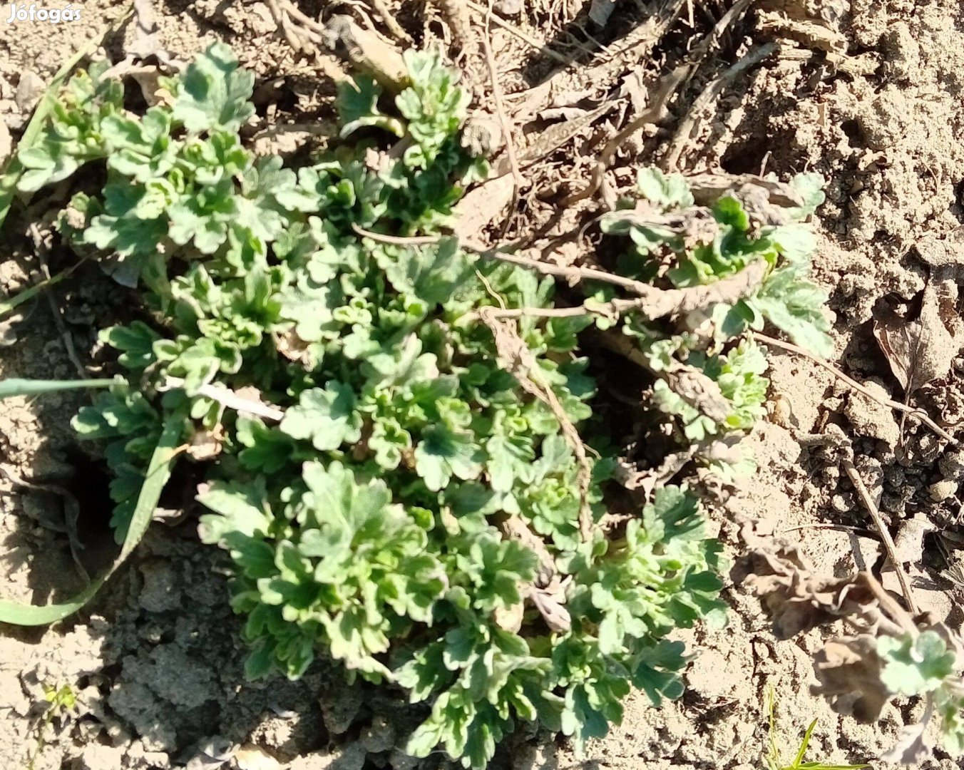 Citromsárga krizantém virág palánta