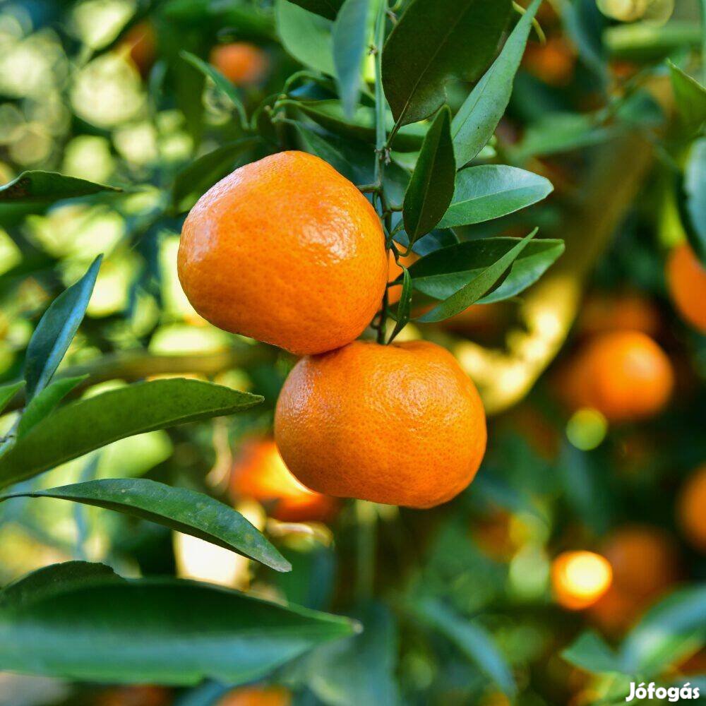 Citrus többféle változatban 18.000 ft-tól