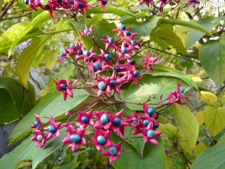Clerodendron trichotomum díszcserje