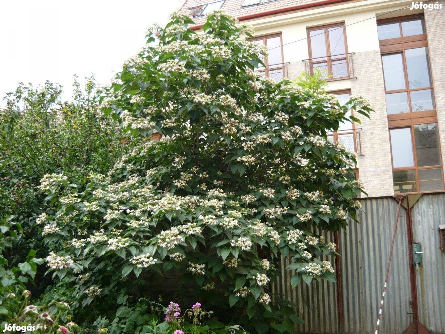 Clerodendron trichotomum díszcserje