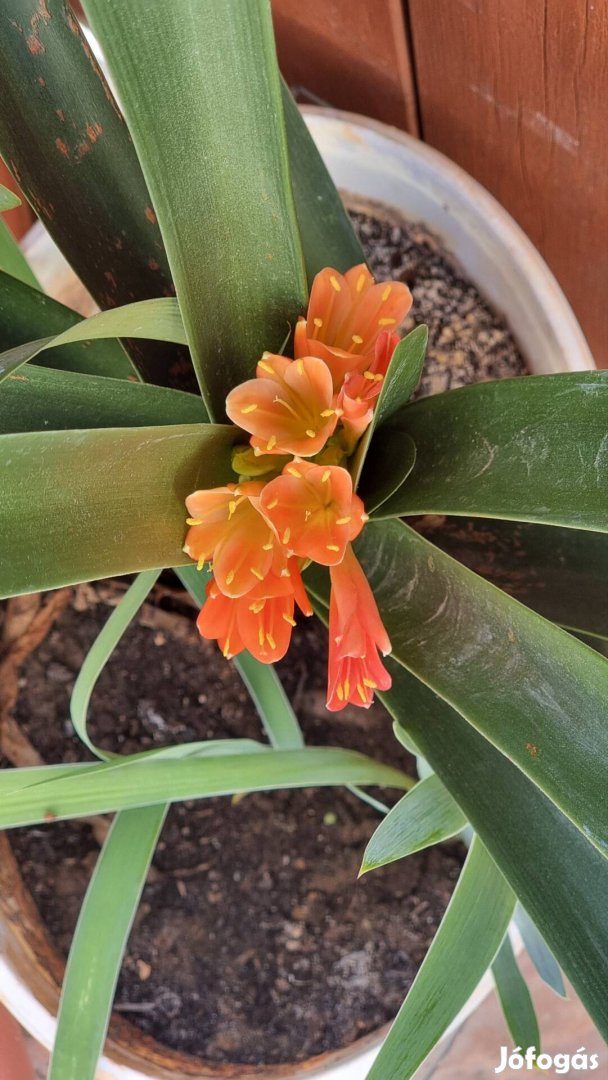 Clivia miniata, szobaliliom