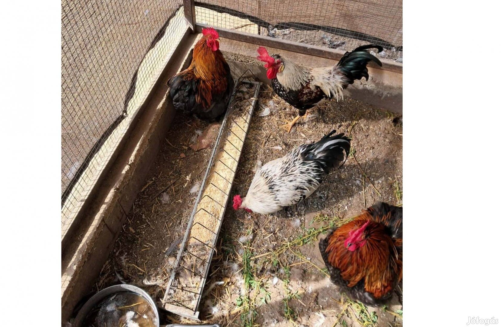 Cochin kakasok eladók