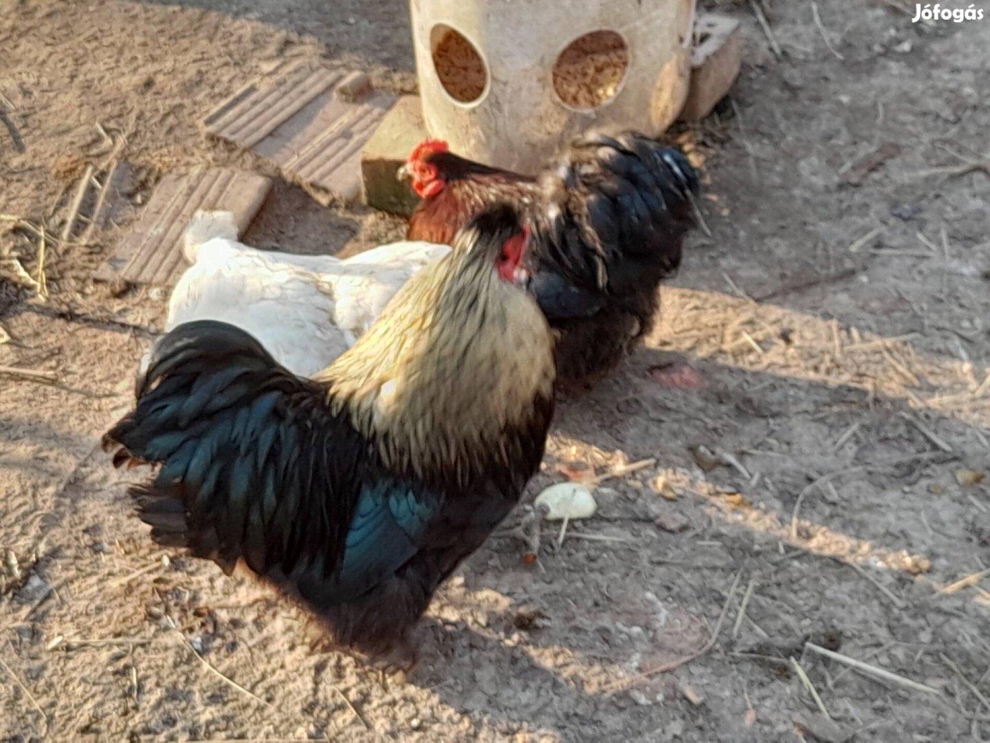 Cochin selyem keverék pipik