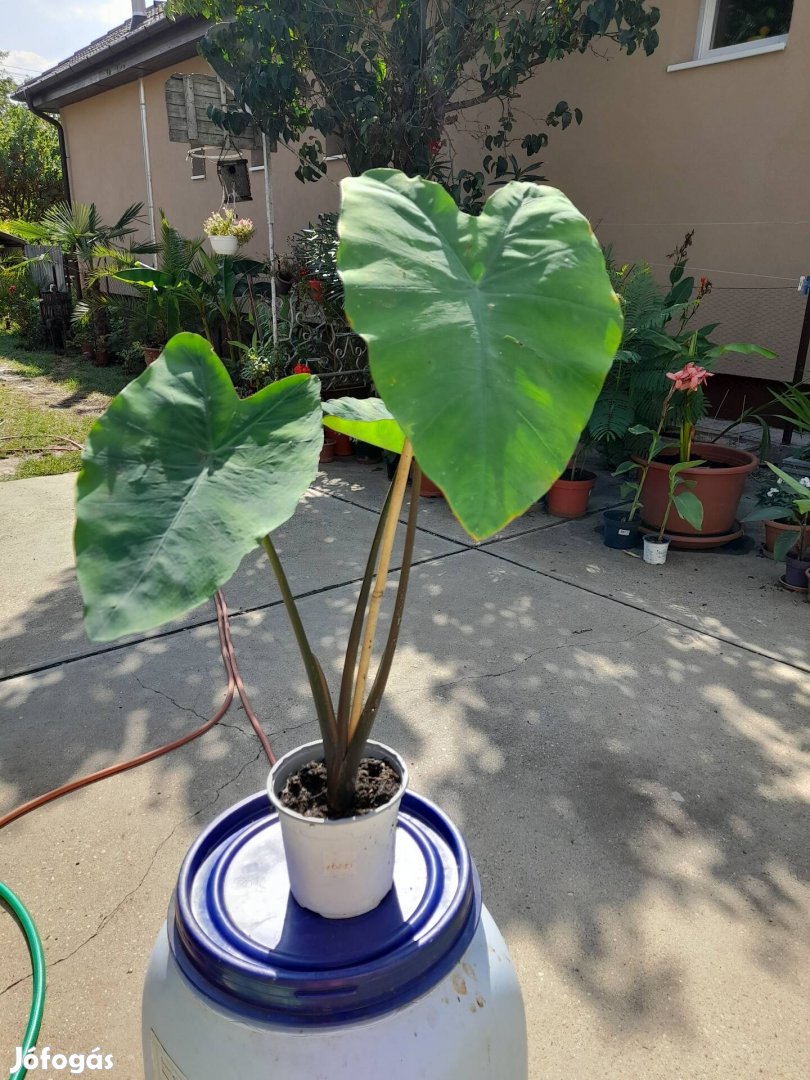 Colocasia aloha és violet stem