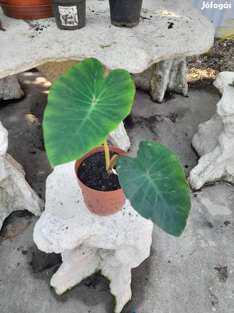 Colocasia pink china