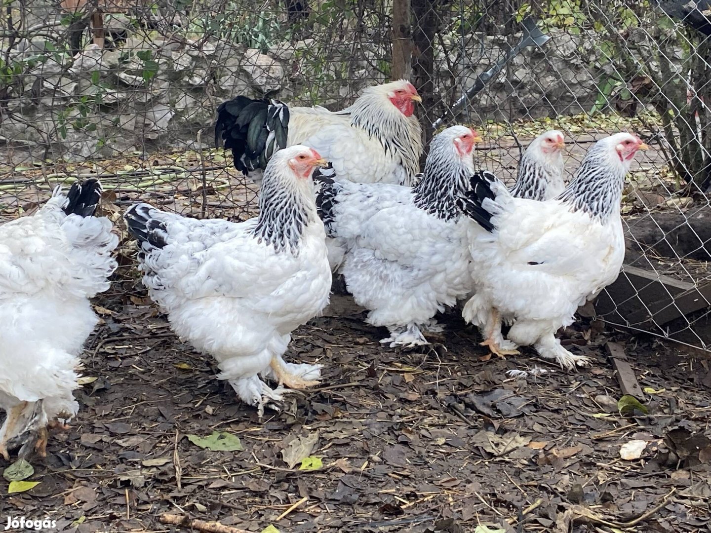 Columbian Brahma család eladó