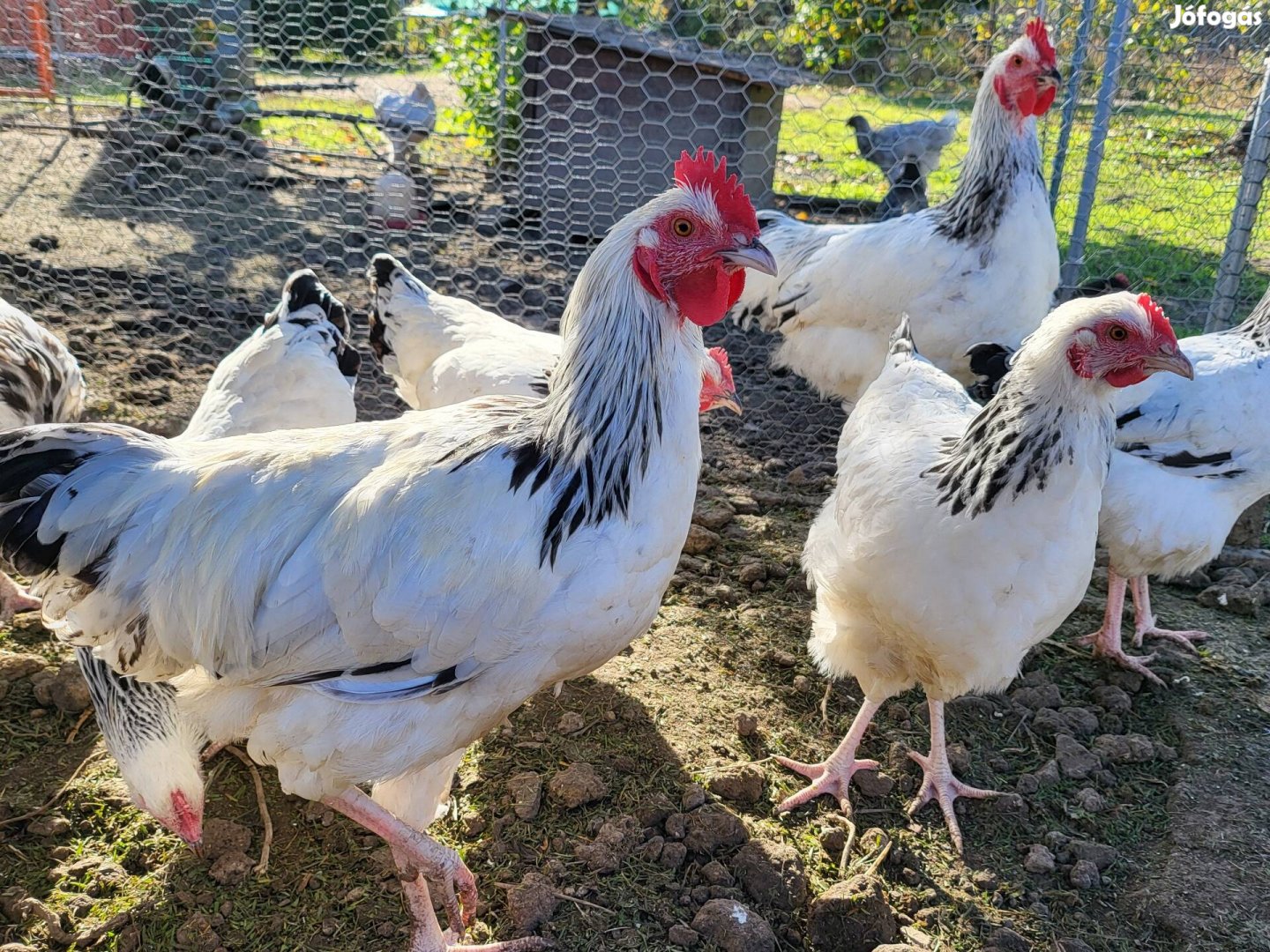 Columbian sussex kakasok új helyet keresnek