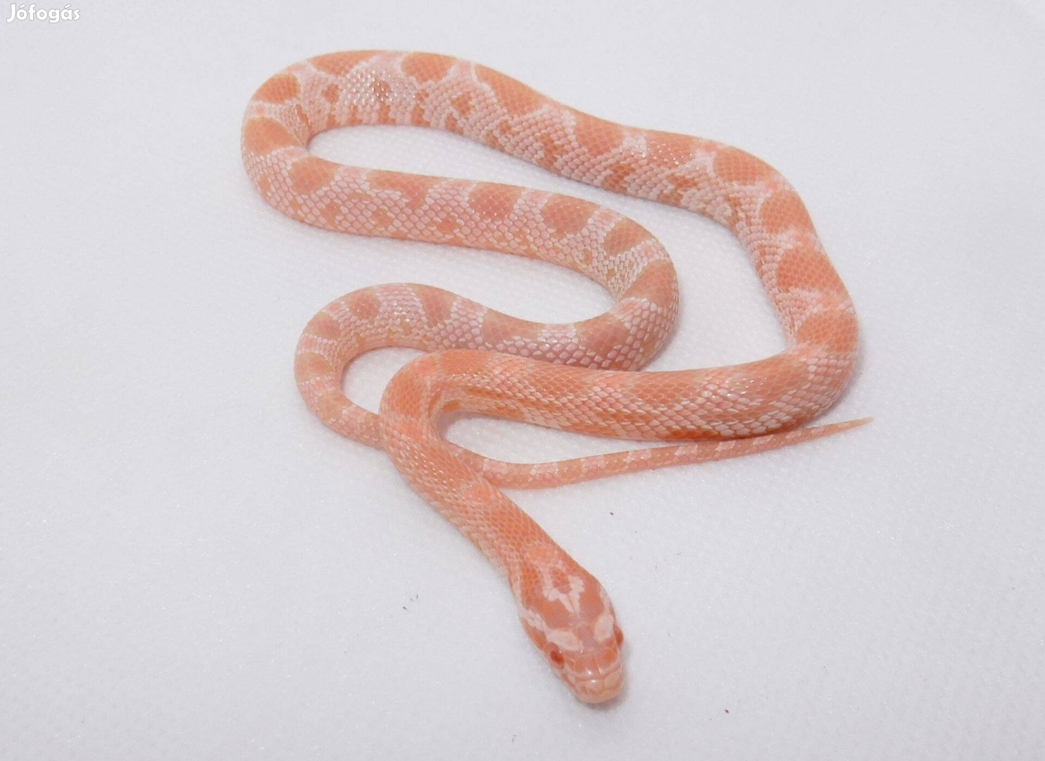 Coral Snow gabonasikló