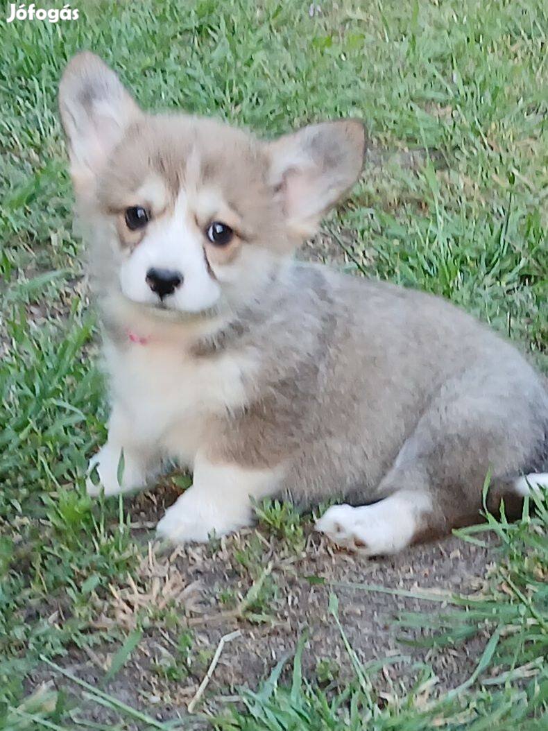 Corgi jellegű babák