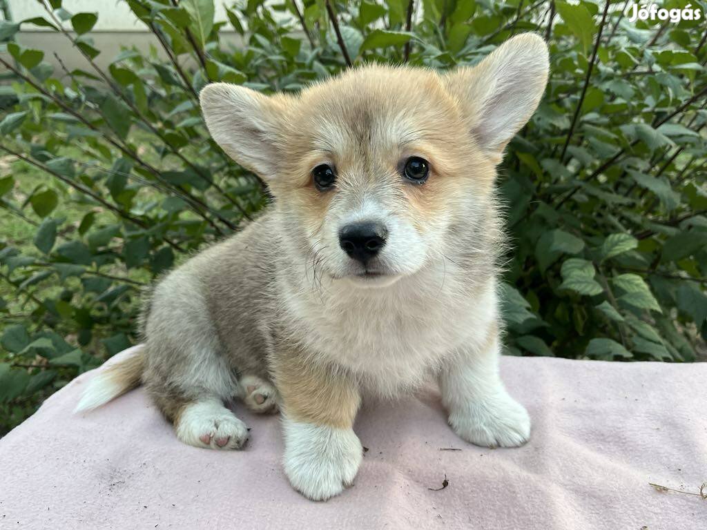 Corgi jellegű babák ingyen