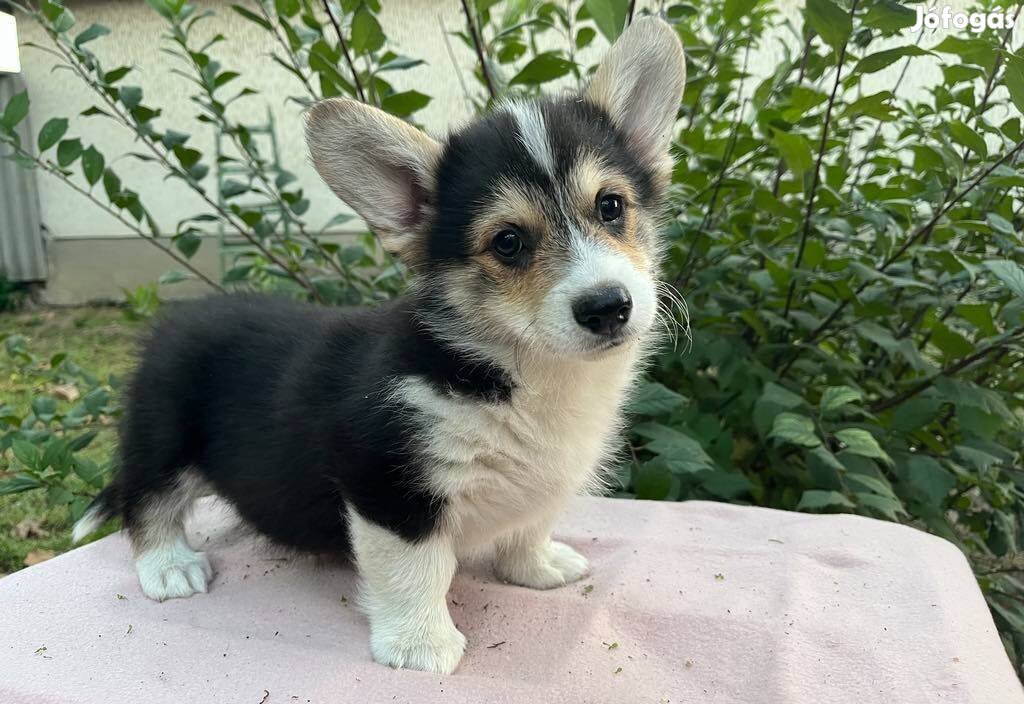 Corgi jellegű kiskutya