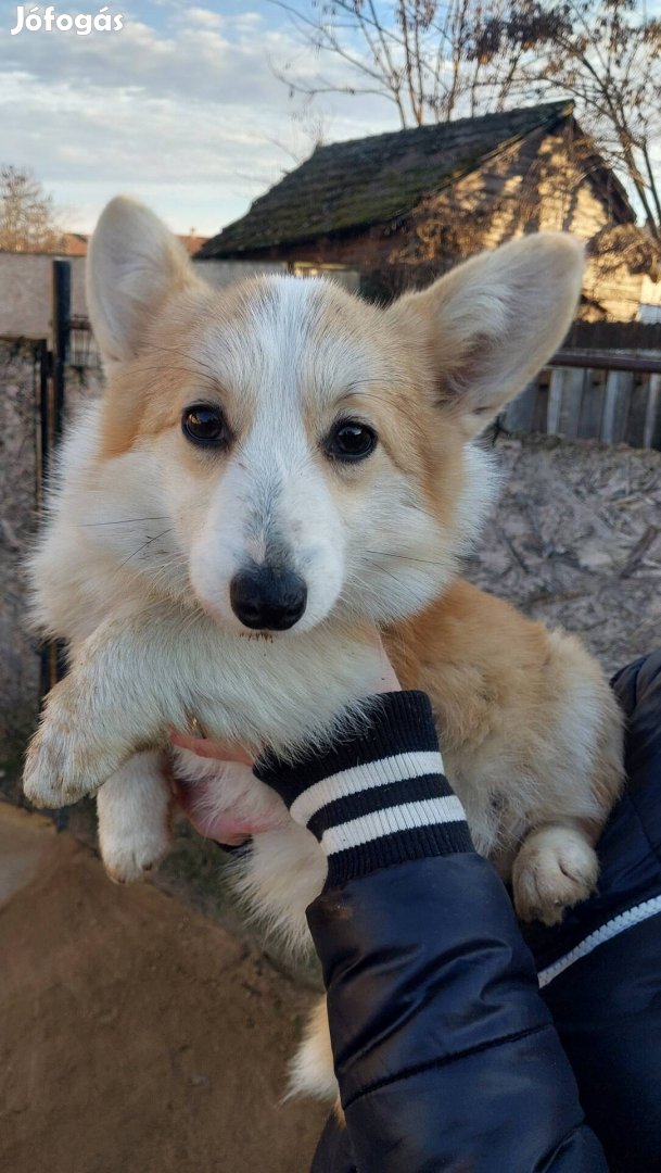 Corgi jellegű kutyák ingyen költöznének