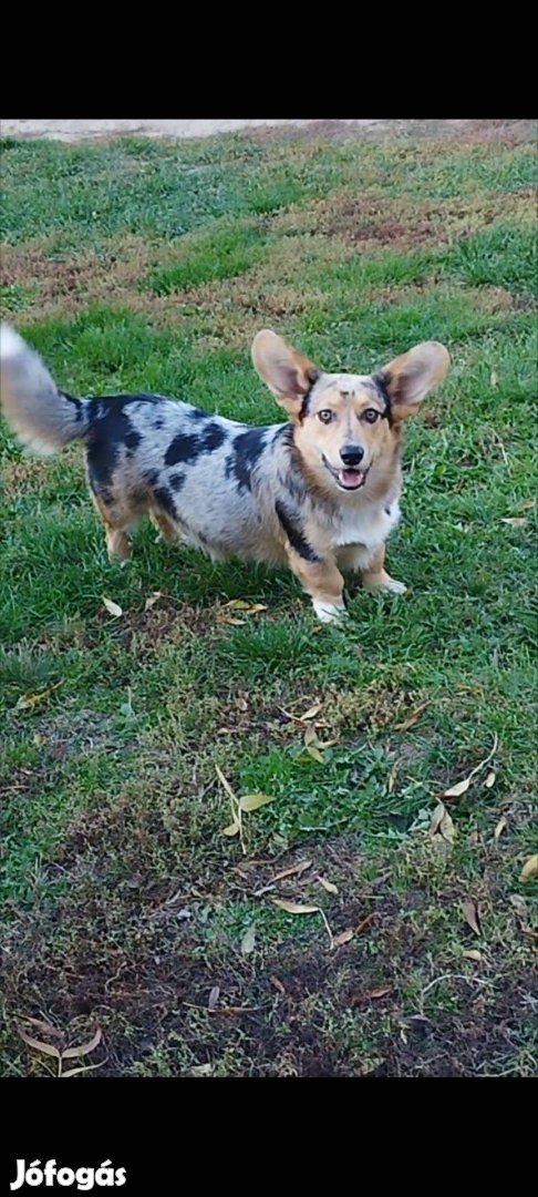 Corgi jellegű legény kutyus