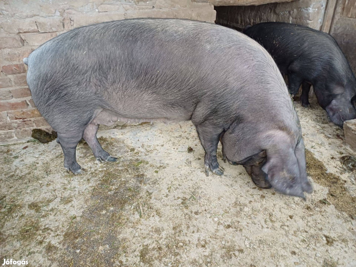 Cornwall kan, koca, előhasú malacokkal