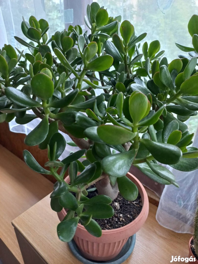 Crassula ovata