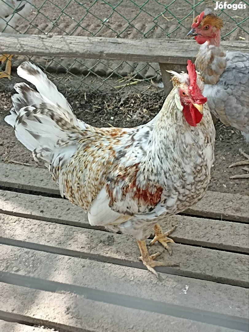 Cream legbar és araucana kakasok