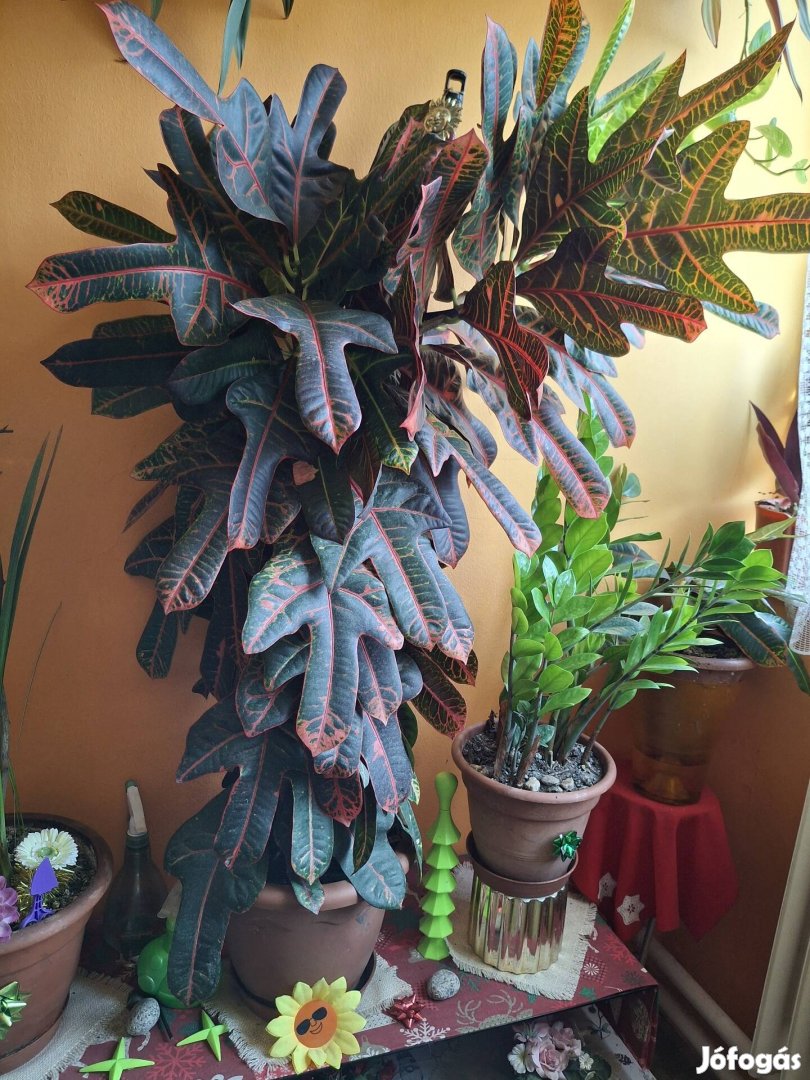 Croton ( csodacserje) 100 cm.