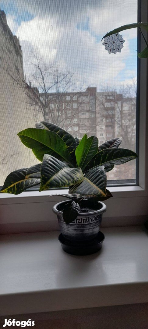 Croton eladó