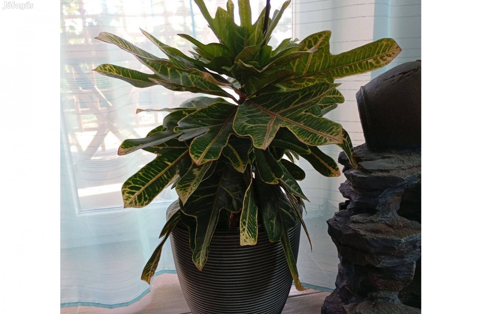 Croton eladó