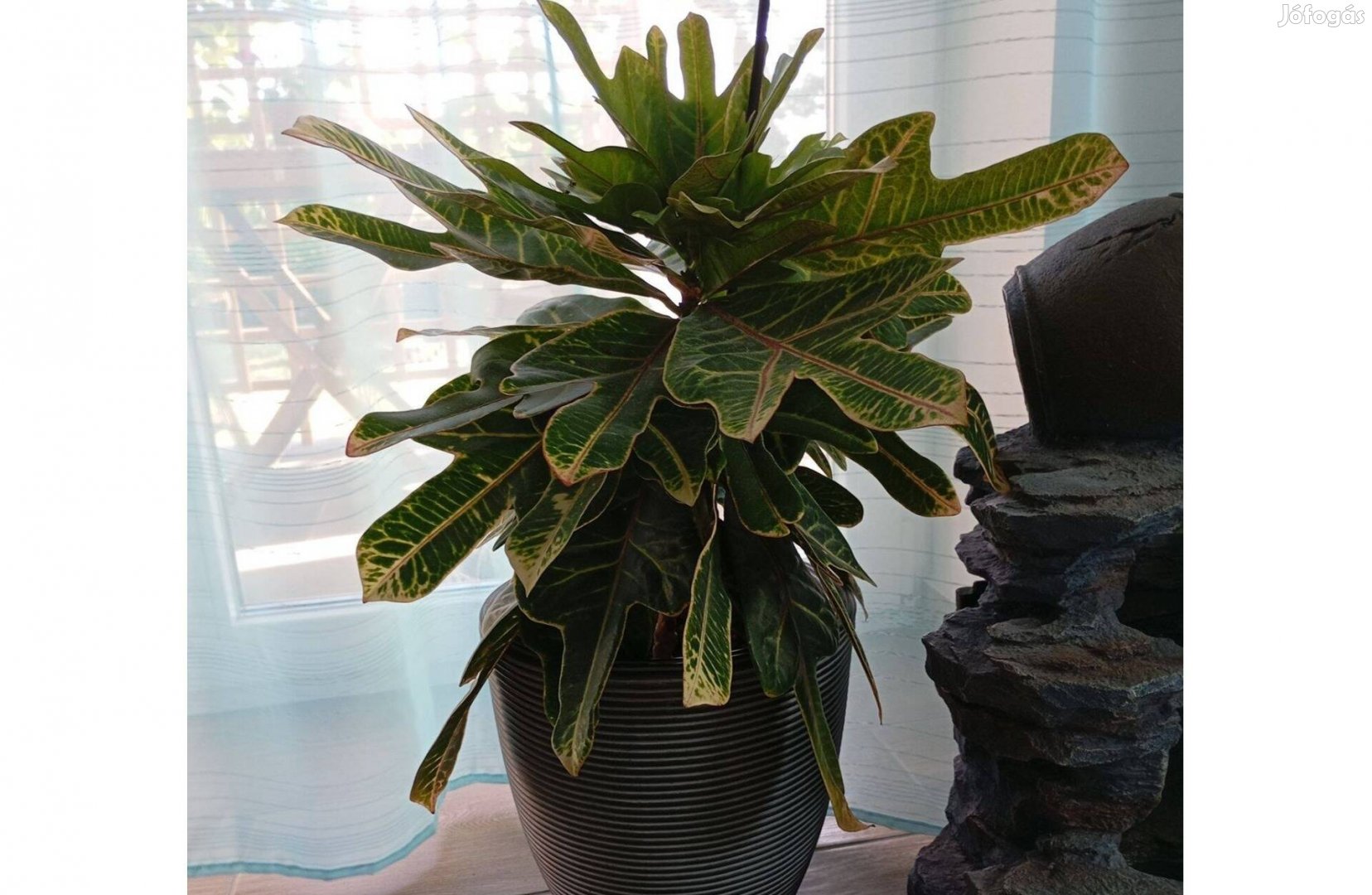 Croton eladó