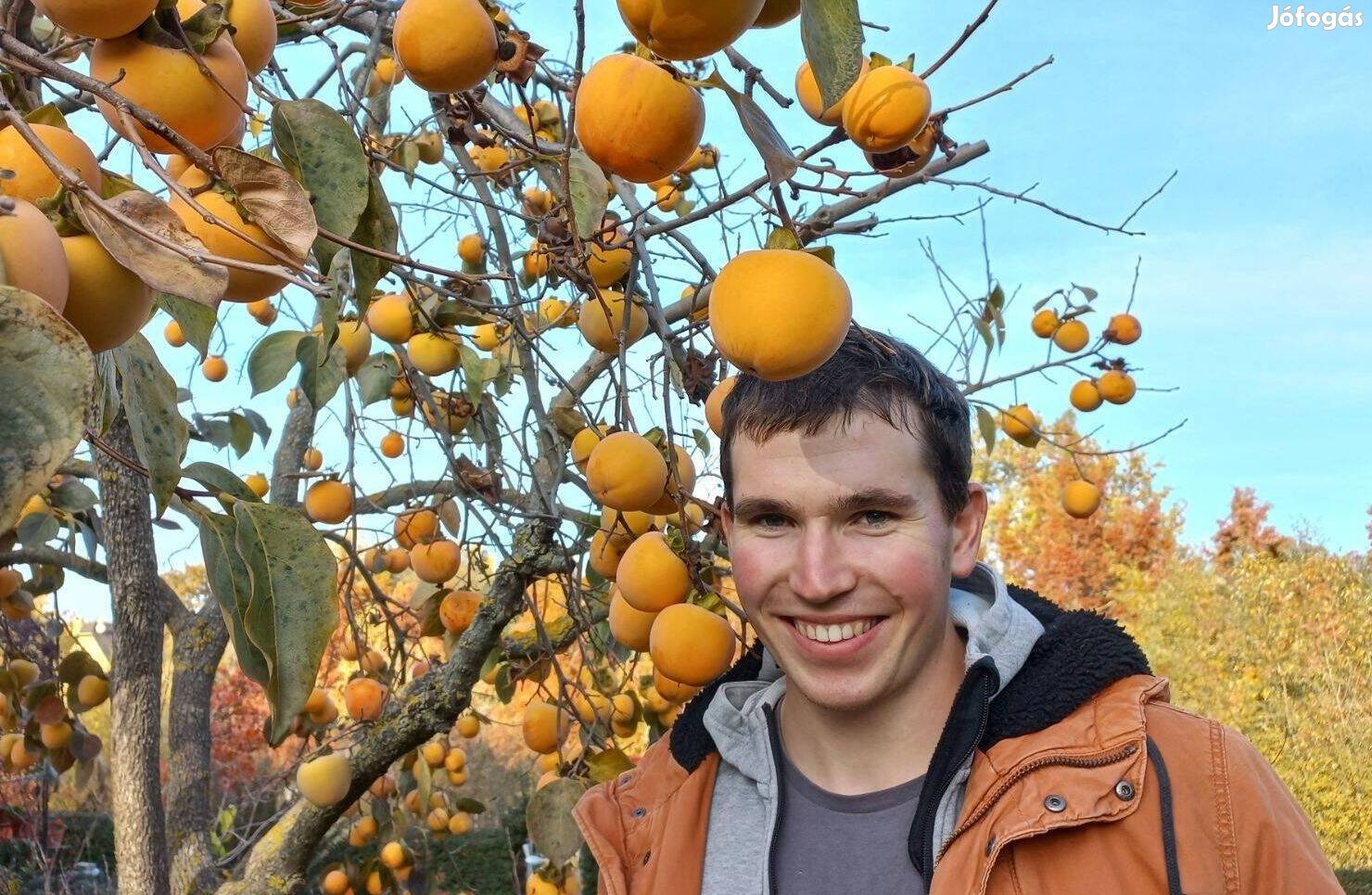 Csapadékhiányt tűrő kakiszilva, jujuba, pekán dió, gránátalma, kivi