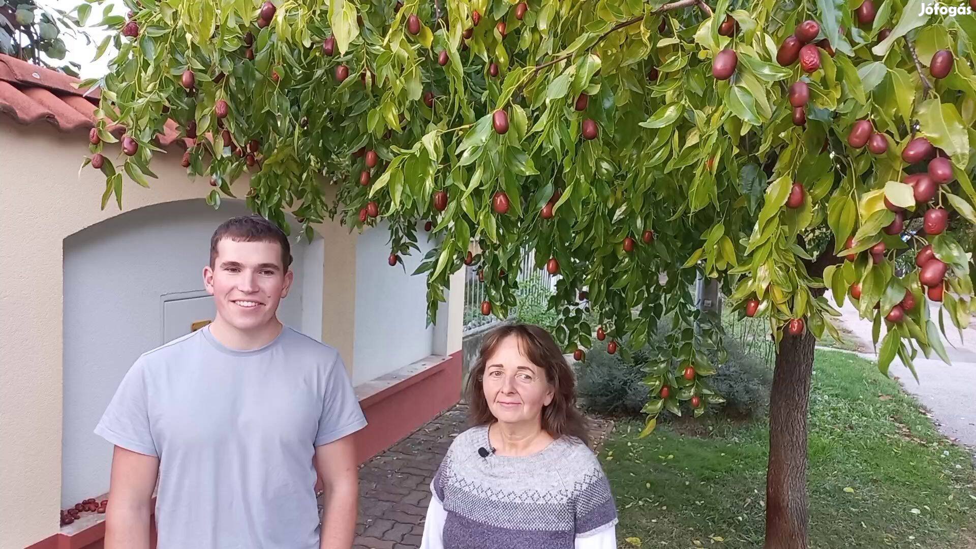 Csapadékhiányt tűrő kakiszilva, jujuba, pekándió, kivi, gránátalma