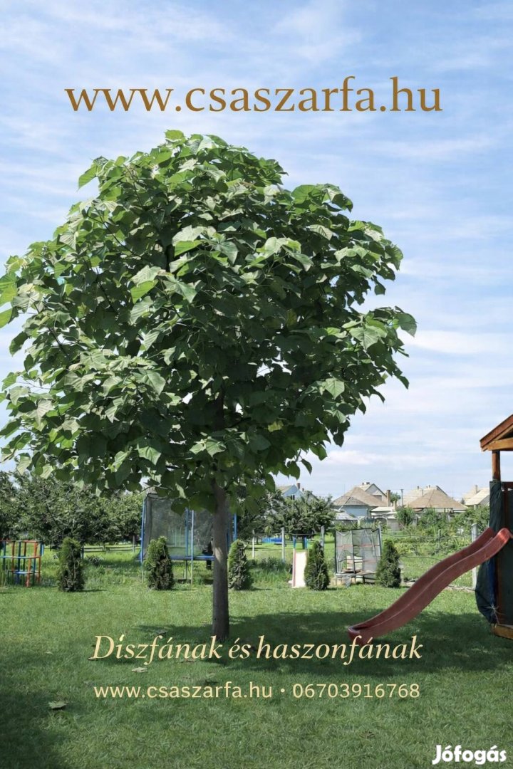 Császárfa Shan Tong