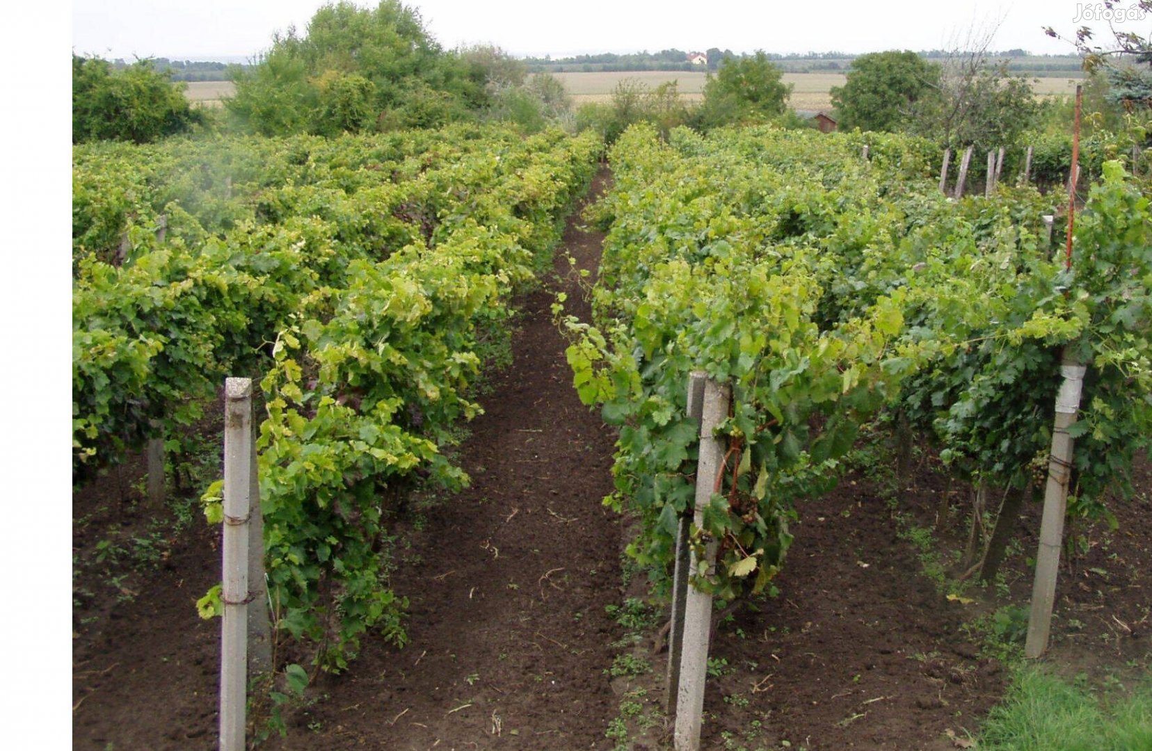 Csemegeszőlő termesztő gazdaság