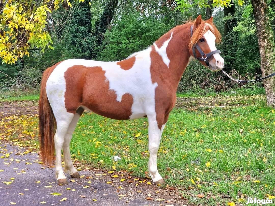 Cserélhető, nagyobb lóra jártatóra