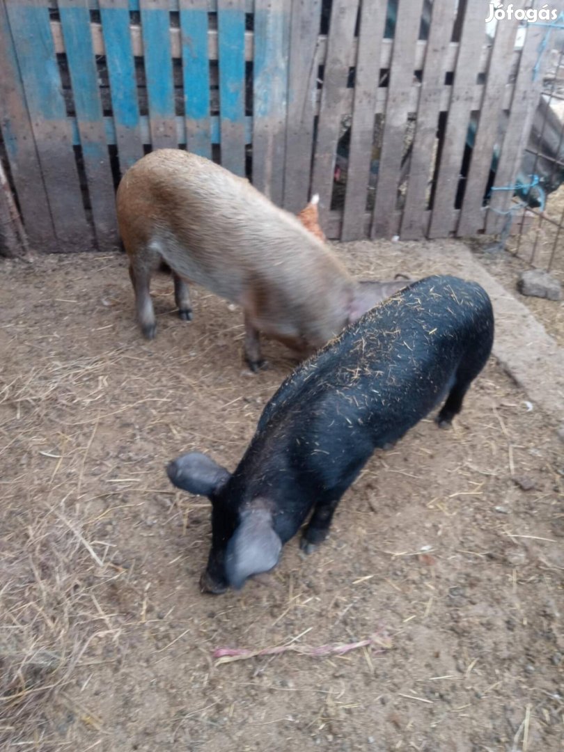 Cserélhető vagy eladó süldők 