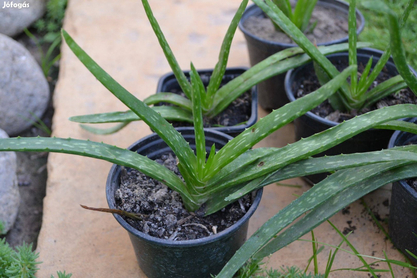 Cserepes Orvosi aloé ( Aloe Vera )