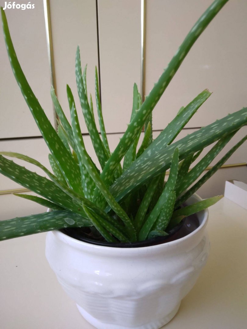 Cserepes aloe vera