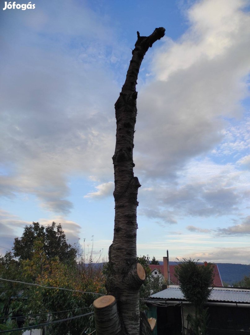 Cseresznyefa rönk eladó