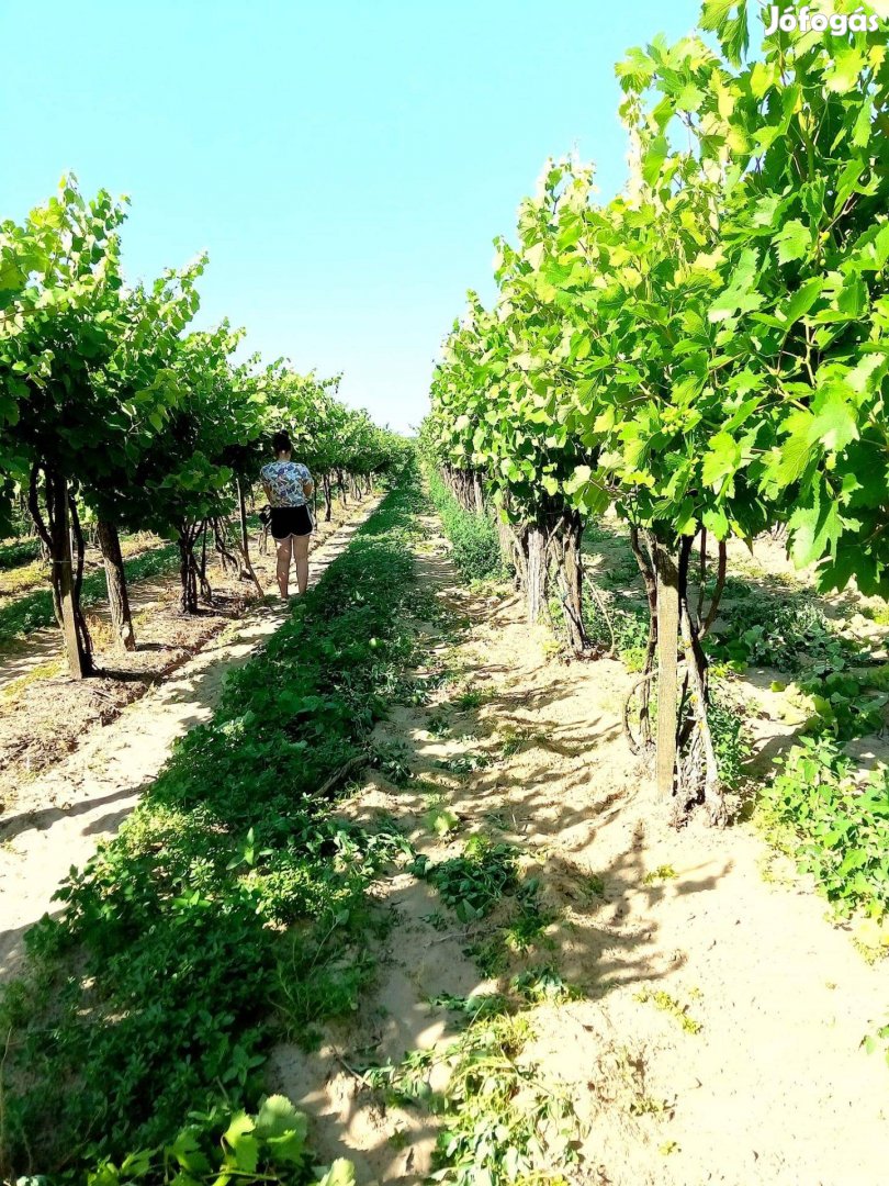 Cserkeszőlőn 1 hektár jól termő kövidinka szőlő terület eladó!