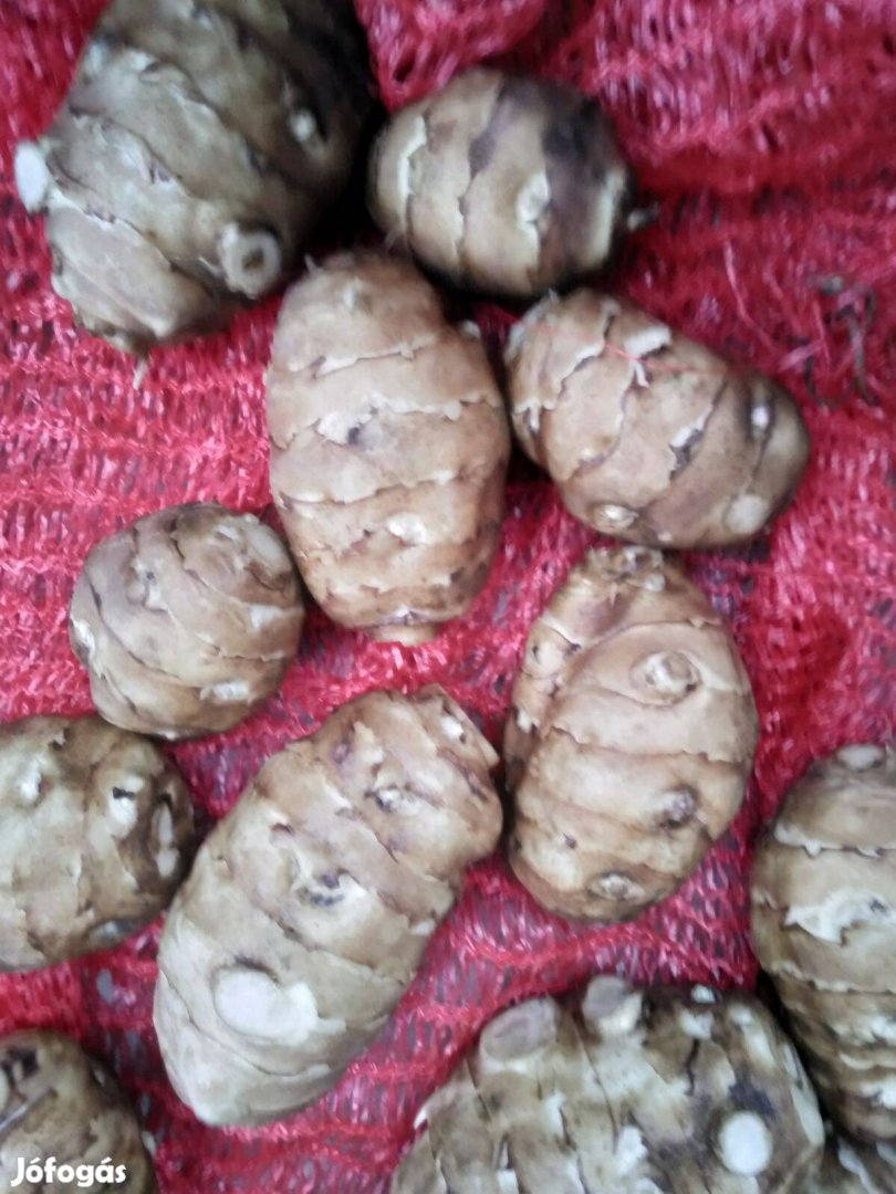 Csicsóka articsóka földi alma diabetikus cukorbetegség