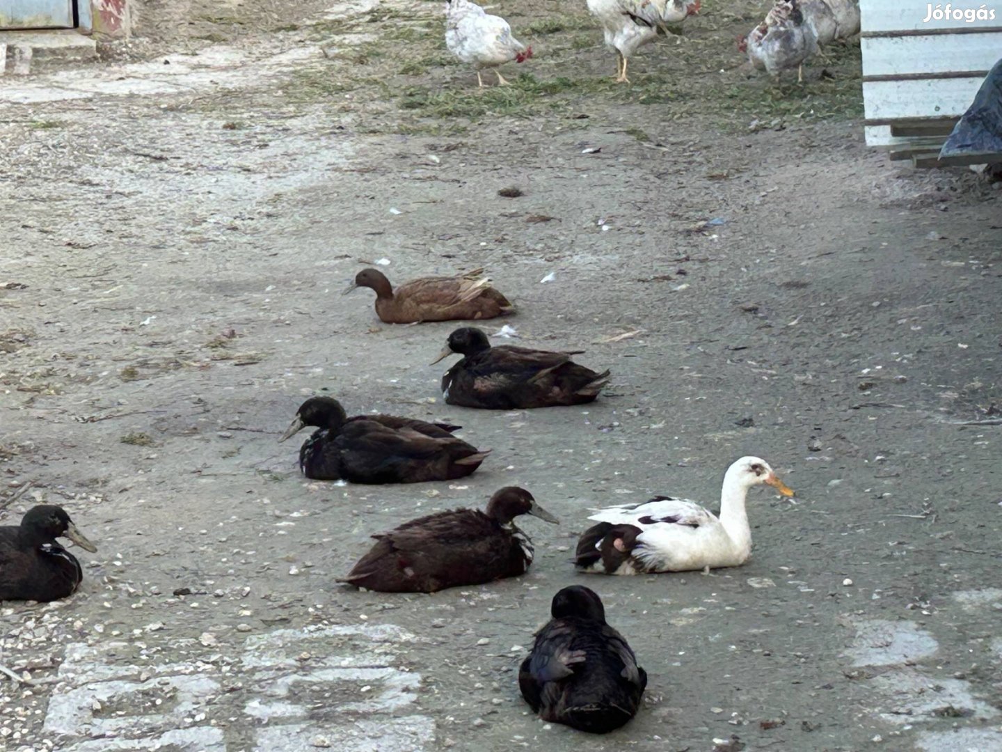 Csigaevő kacsa eladó