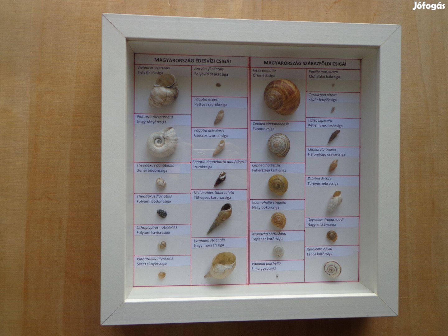 Csigaház gyűjtemény eladó