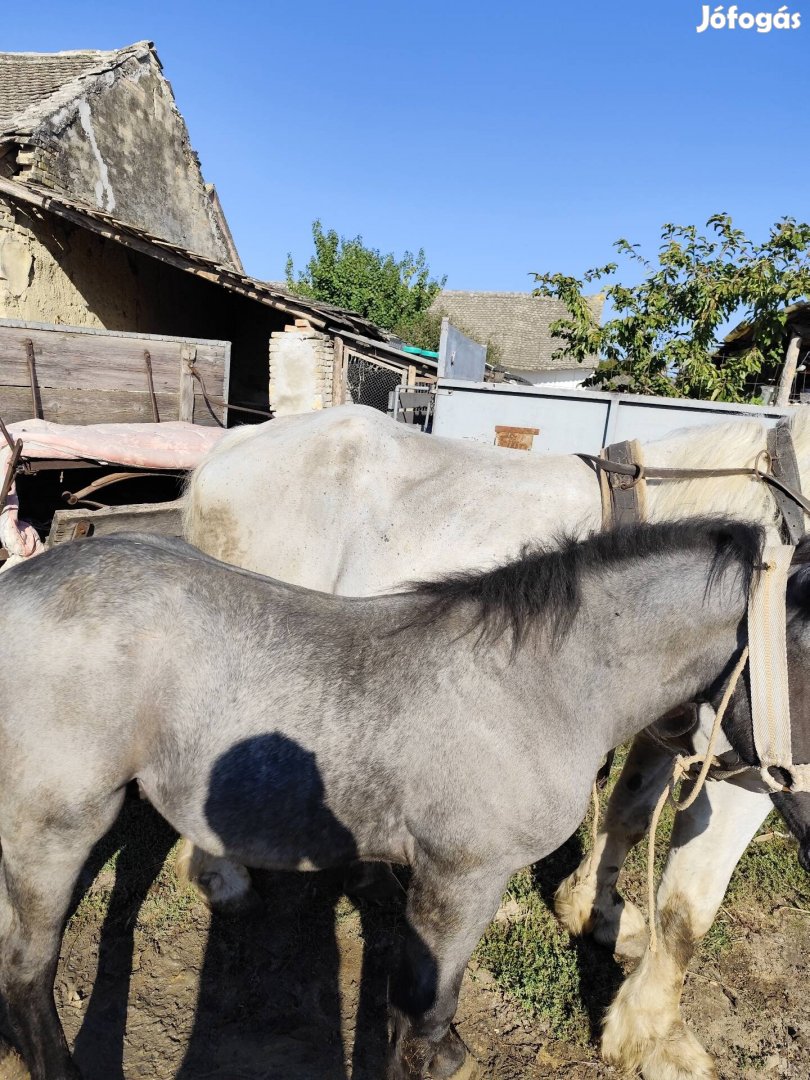 Csikó eladó 