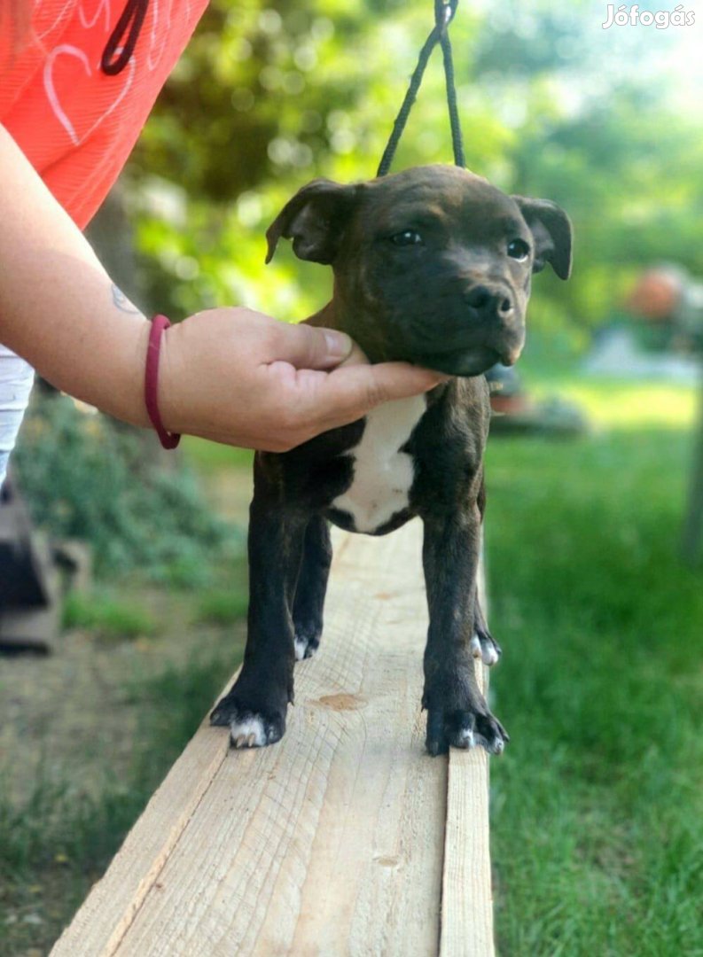 Csíkós Angol Staffordshire Bull terrier kislány