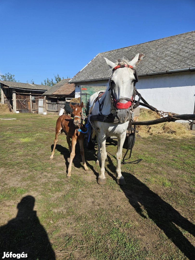 Csikós kanca ló eladó