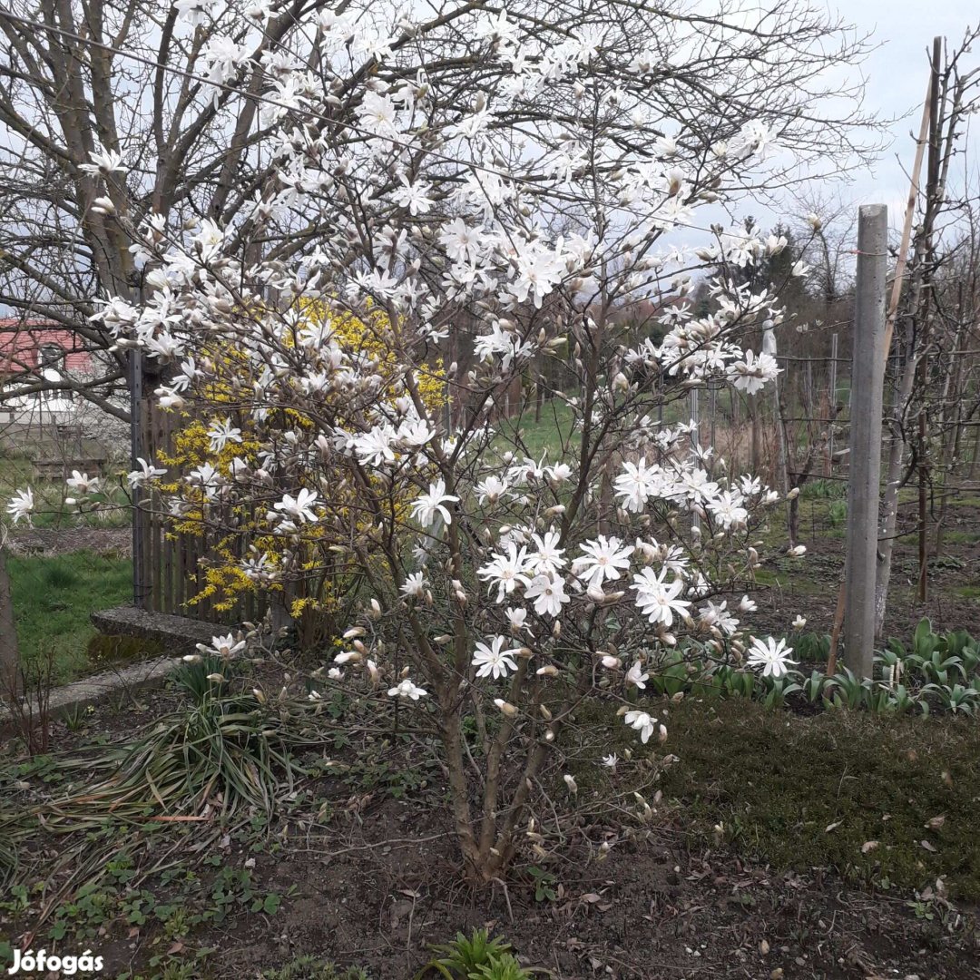 Csillag virágú fehér magnólia, tulipánfa csemete