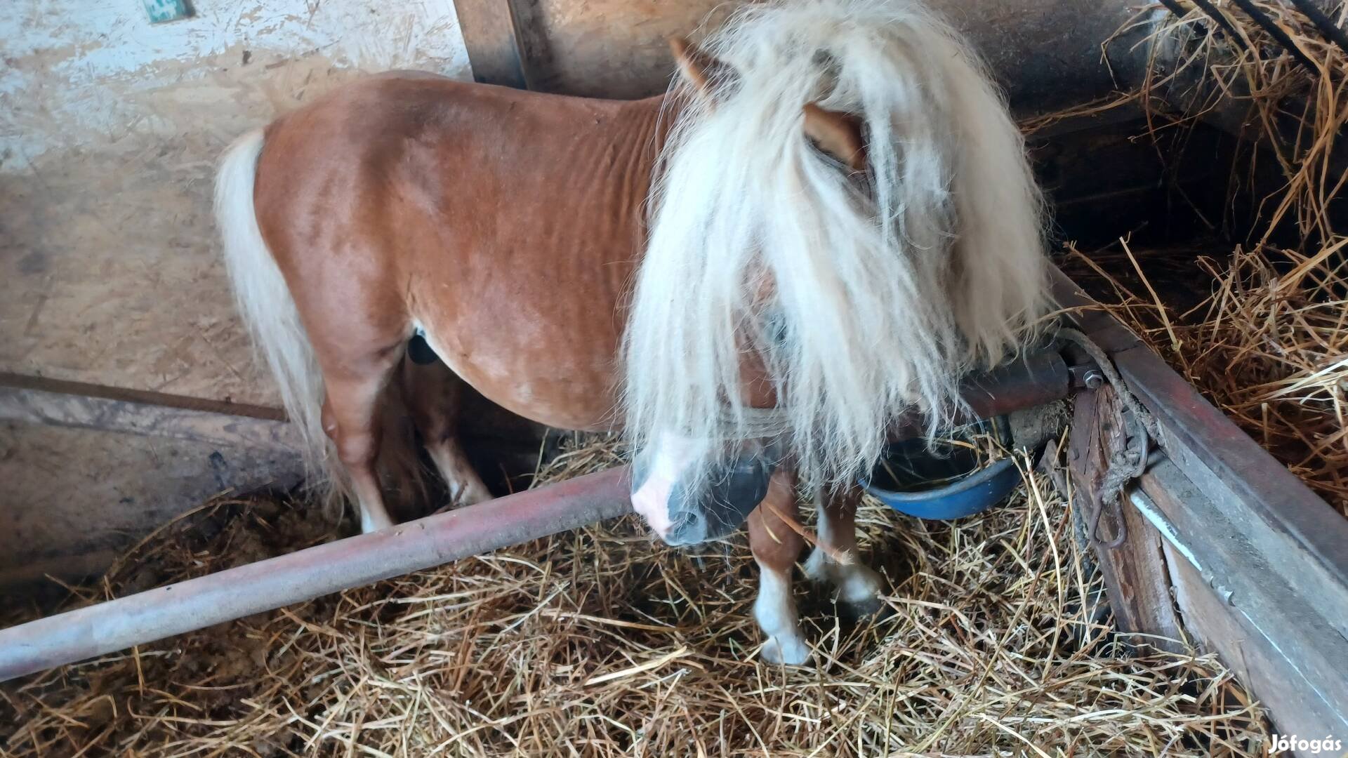 Csinos Palomino csődör eladó