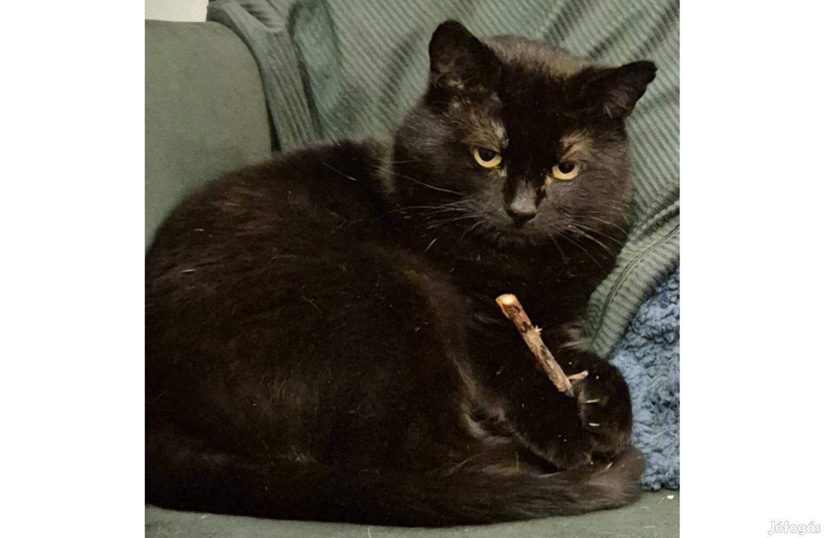 Csó cica örökbefogadó gazdát keres ingyenesen