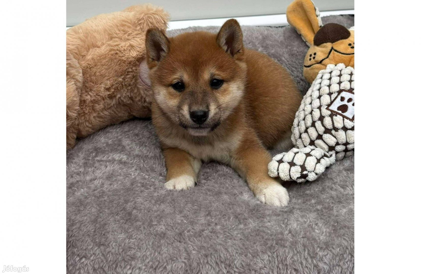 Csodás Shiba inu kislány gazdiját keresi Puppy