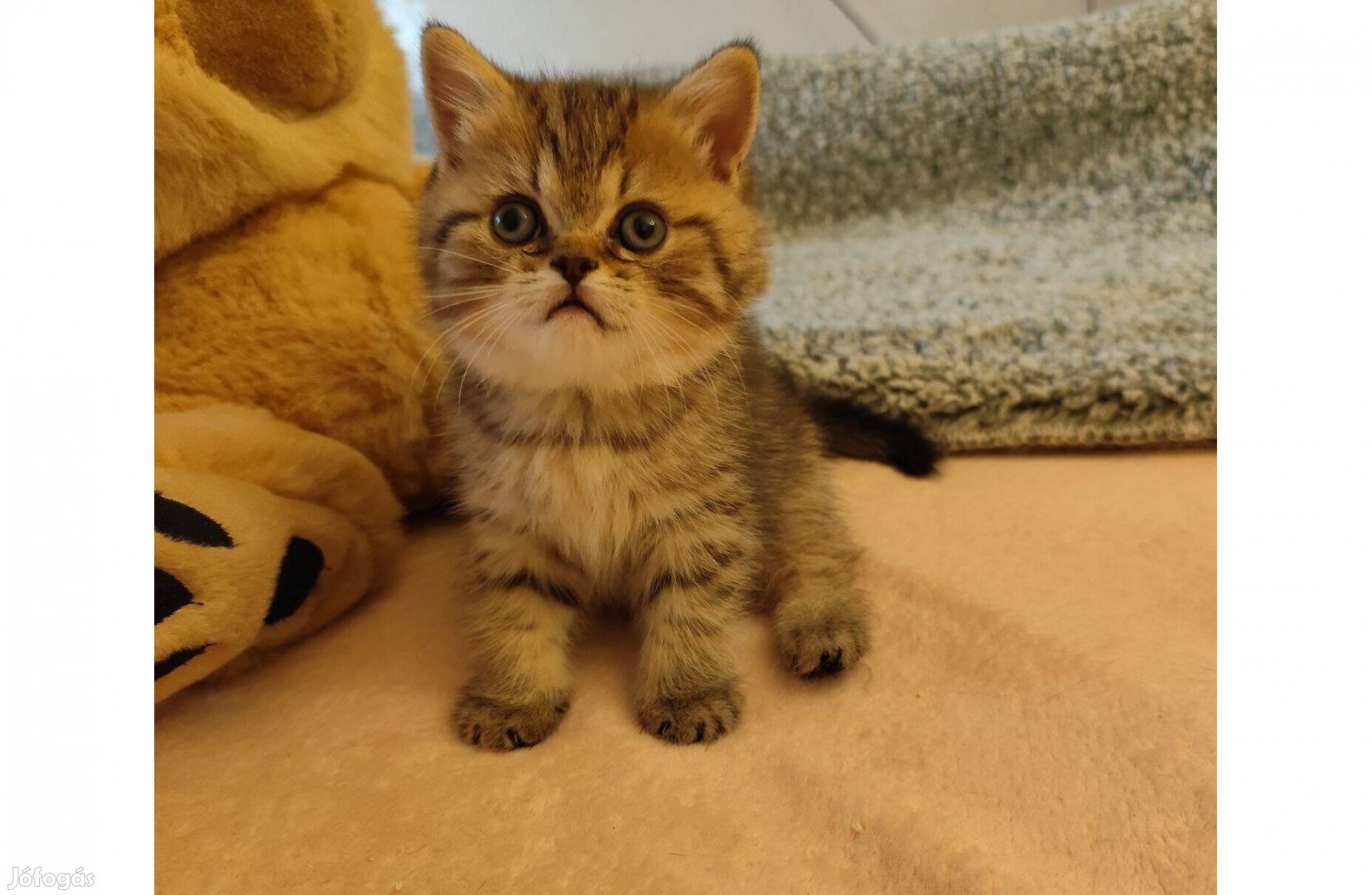 Csodás brit kandúr Törzskönyvezett