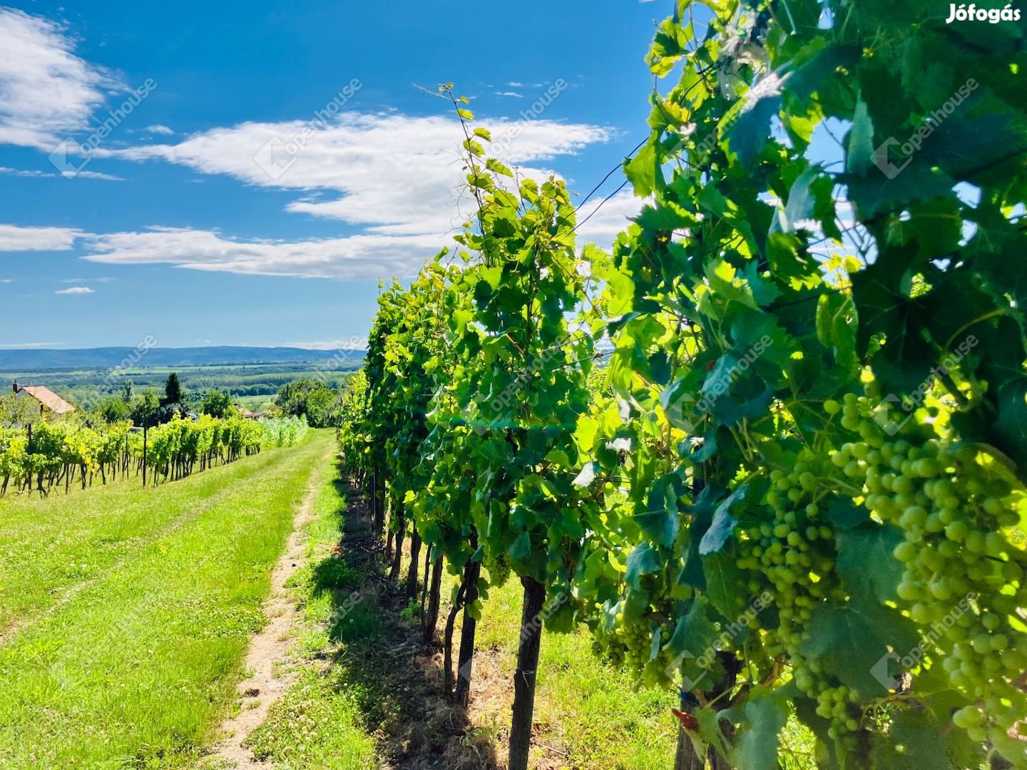 Csodás panoráma az alsópáhoki szőlőbirtokon